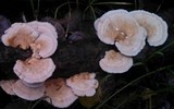 Trametes hirsuta image