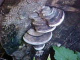 Fomitopsis ochracea image