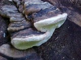 Fomitopsis ochracea image