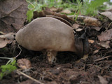 Helvella solitaria image