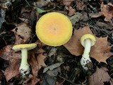 Amanita wellsii image