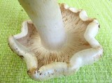 Tricholoma subresplendens image