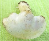 Tricholoma subresplendens image