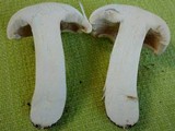 Tricholoma subresplendens image