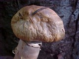 Cortinarius caperatus image