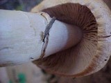 Cortinarius caperatus image