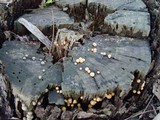 Lycogala epidendrum image