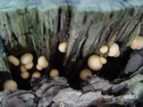 Lycogala epidendrum image