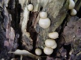 Lycogala epidendrum image