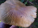 Cortinarius caperatus image