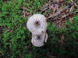 Lepiota felina image