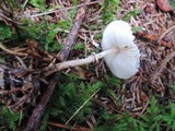 Lepiota felina image