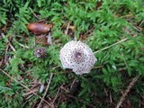 Lepiota felina image