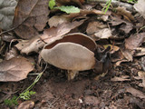 Helvella solitaria image