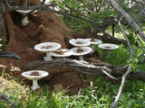 Termitomyces reticulatus image