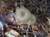 Entoloma griseum image
