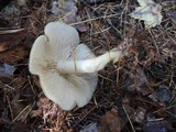 Entoloma griseum image