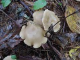 Entoloma griseum image