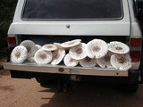 Termitomyces reticulatus image