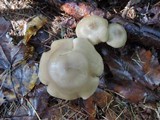 Entoloma griseum image