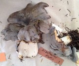 Albatrellus flettii image