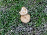 Marasmius oreades image
