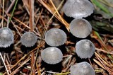 Mycena leptocephala image