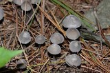 Mycena leptocephala image