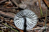 Mycena leptocephala image