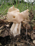 Helvella crispa image