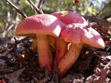 Boletus pallidoroseus image