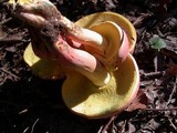 Boletus pallidoroseus image