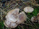 Clitocybe martiorum image