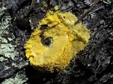 Fuligo septica image