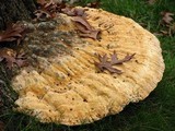 Inonotus dryadeus image