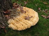 Inonotus dryadeus image