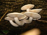 Hypsizygus ulmarius image