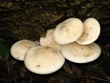 Hypsizygus ulmarius image