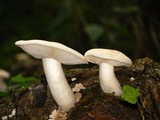 Hypsizygus ulmarius image