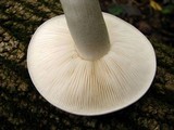 Hypsizygus ulmarius image
