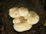 Hypsizygus ulmarius image