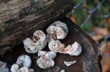 Entoloma abortivum image
