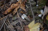Entoloma abortivum image