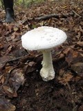 Amanita canescens image