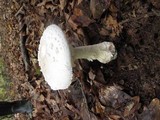 Amanita canescens image