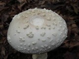 Amanita canescens image
