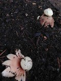 Geastrum rufescens image