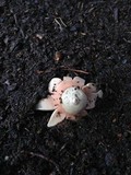 Geastrum rufescens image