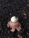 Geastrum rufescens image