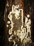 Coniophora puteana image